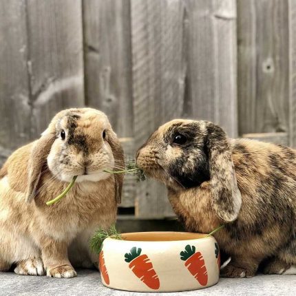 Nobby Κεραμικό Μπολ για Μικρά Ζώα Carrot 500ml